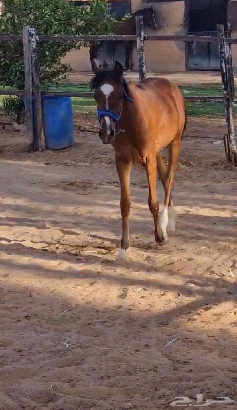 2 مهرتين عمرها سنه64444593505154111