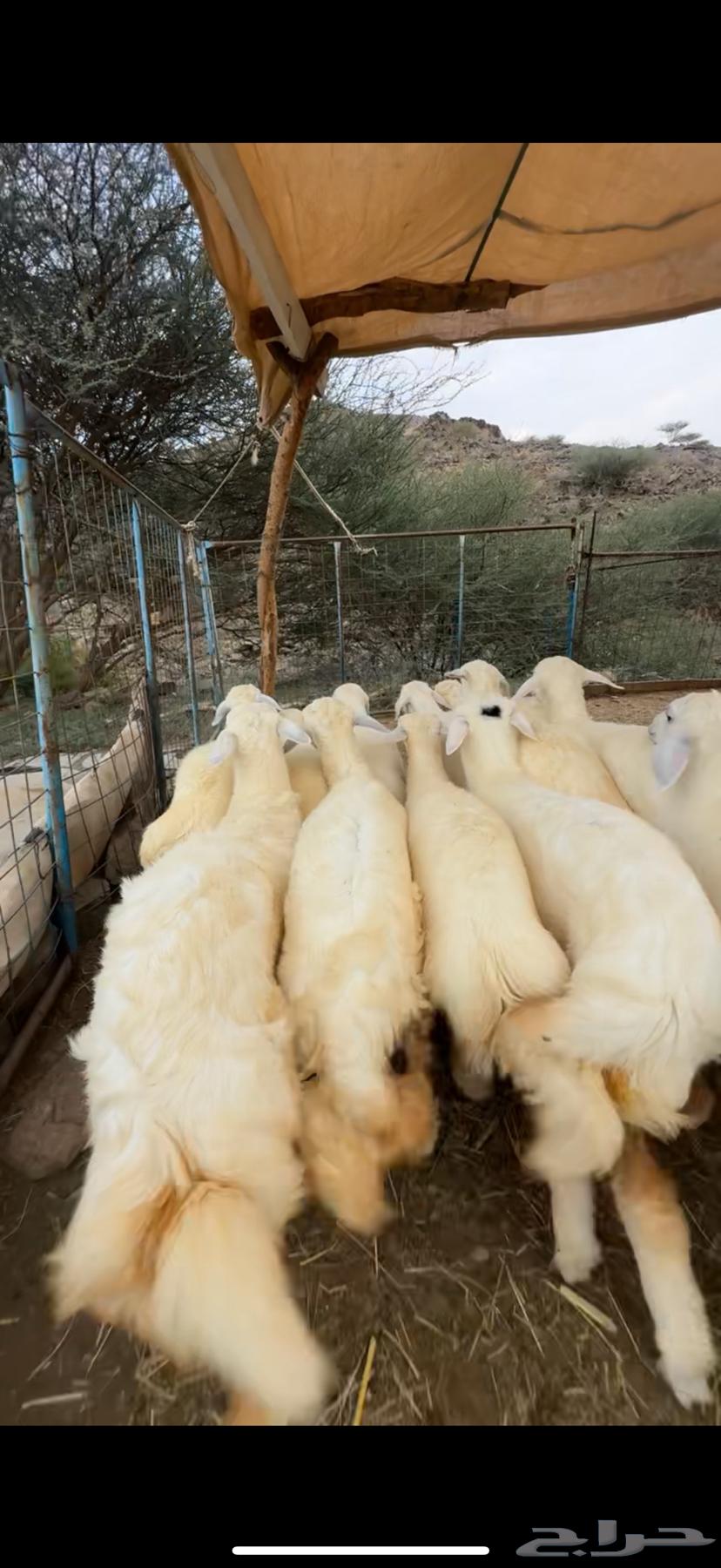 Establishing a luxurious retreat from scratch, health is a requirement64447785451267113