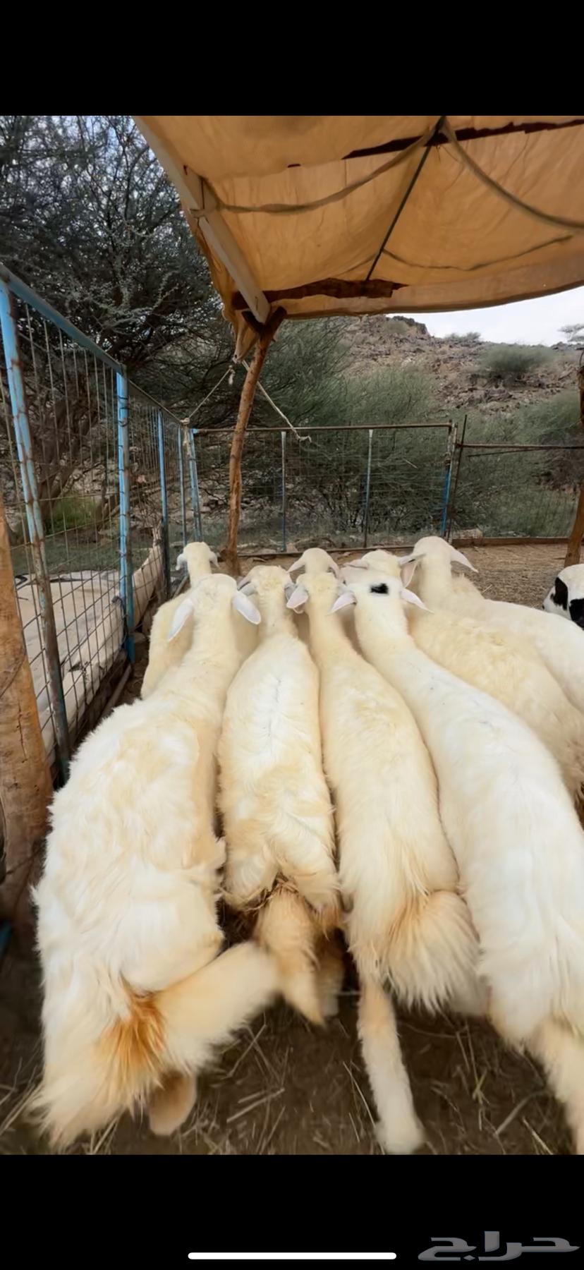 Establishing a luxurious retreat from scratch, health is a requirement64447785451267112