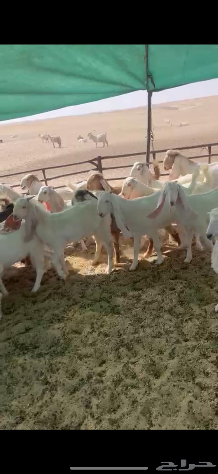 Luxury Shareek Trunks 27 Stallions 264448739984899111