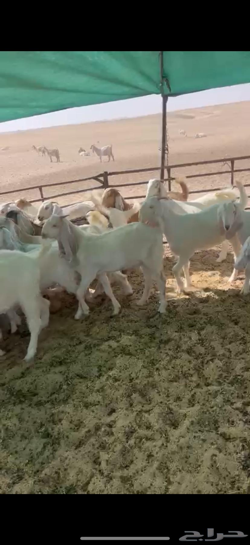 Luxury Shareek Trunks 27 Stallions 264448739984899113