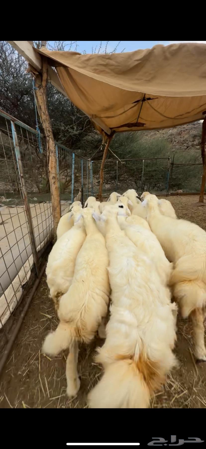 Establishing a luxurious retreat from scratch, health is a requirement64447785451267110