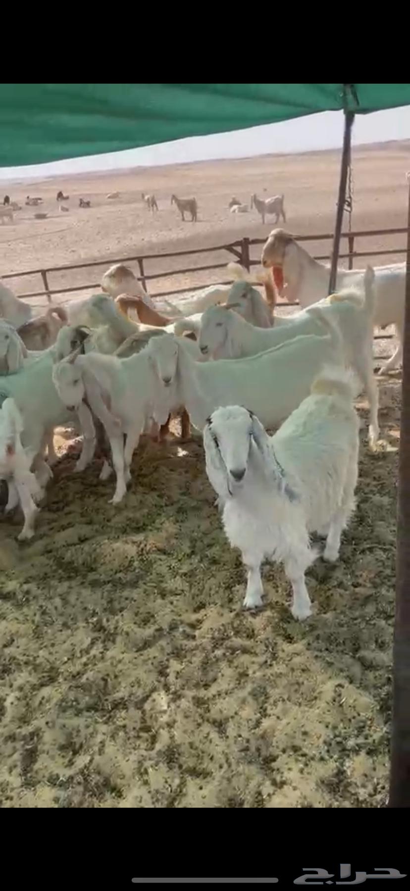 Luxury Shareek Trunks 27 Stallions 264448739984899110