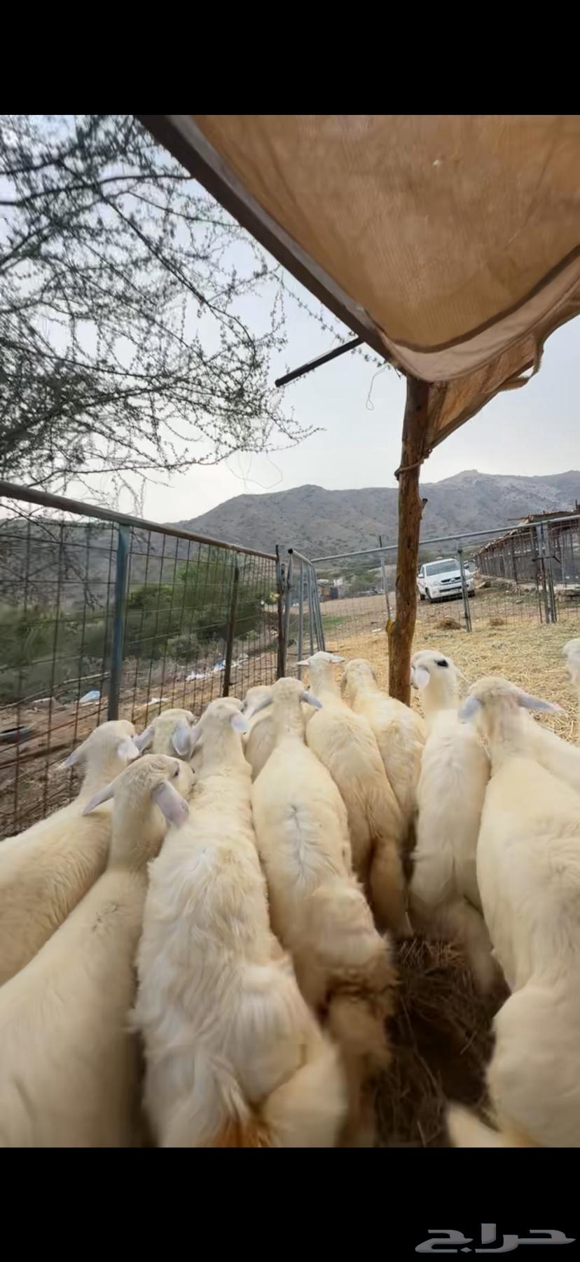 Establishing a luxurious retreat from scratch, health is a requirement64447785451267114