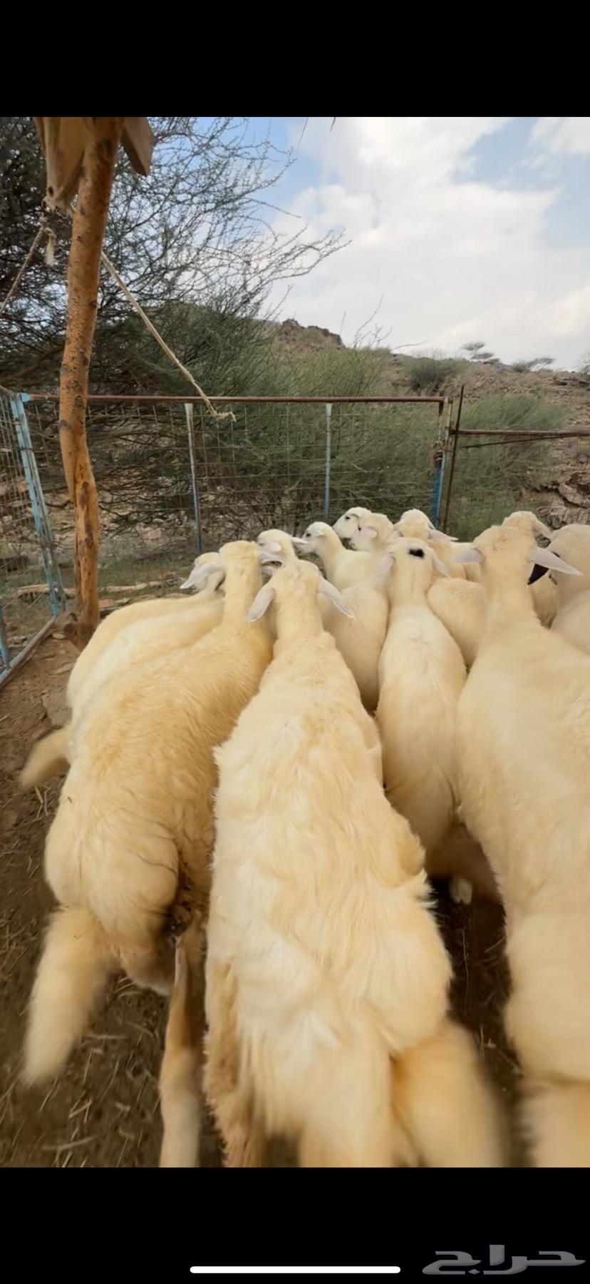 Establishing a luxurious retreat from scratch, health is a requirement64447785451267111