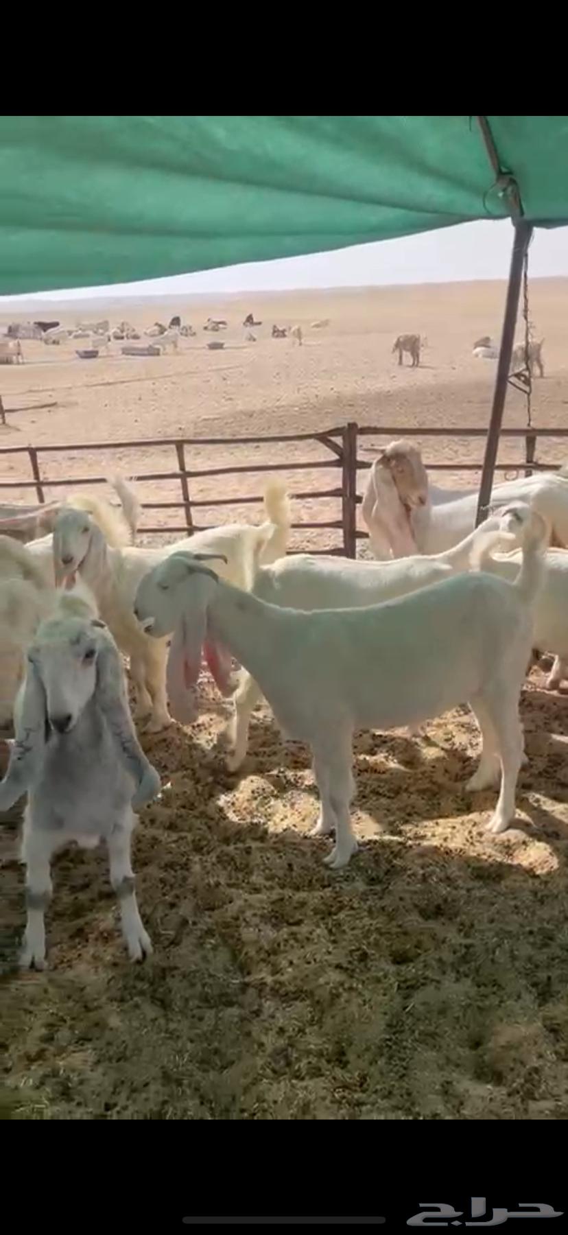 Luxury Shareek Trunks 27 Stallions 264448739984899112