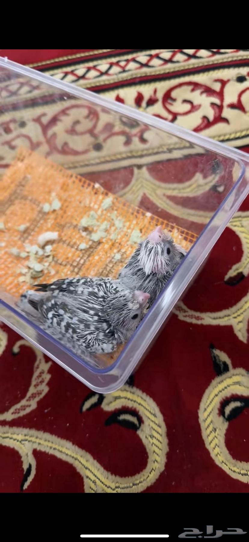 فروخ كروان هولندي ( تم البيع خارج الموقع )64444835915139112