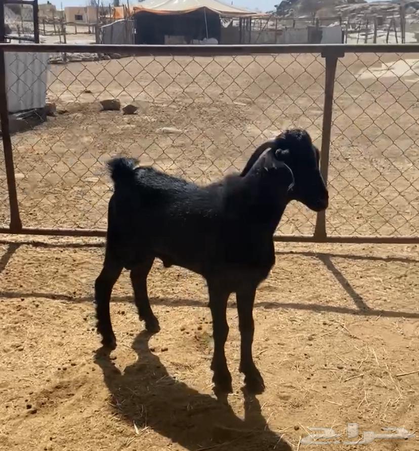 A 6-month-old goat, its meat is halal and pure, with good conditions64449007626753110