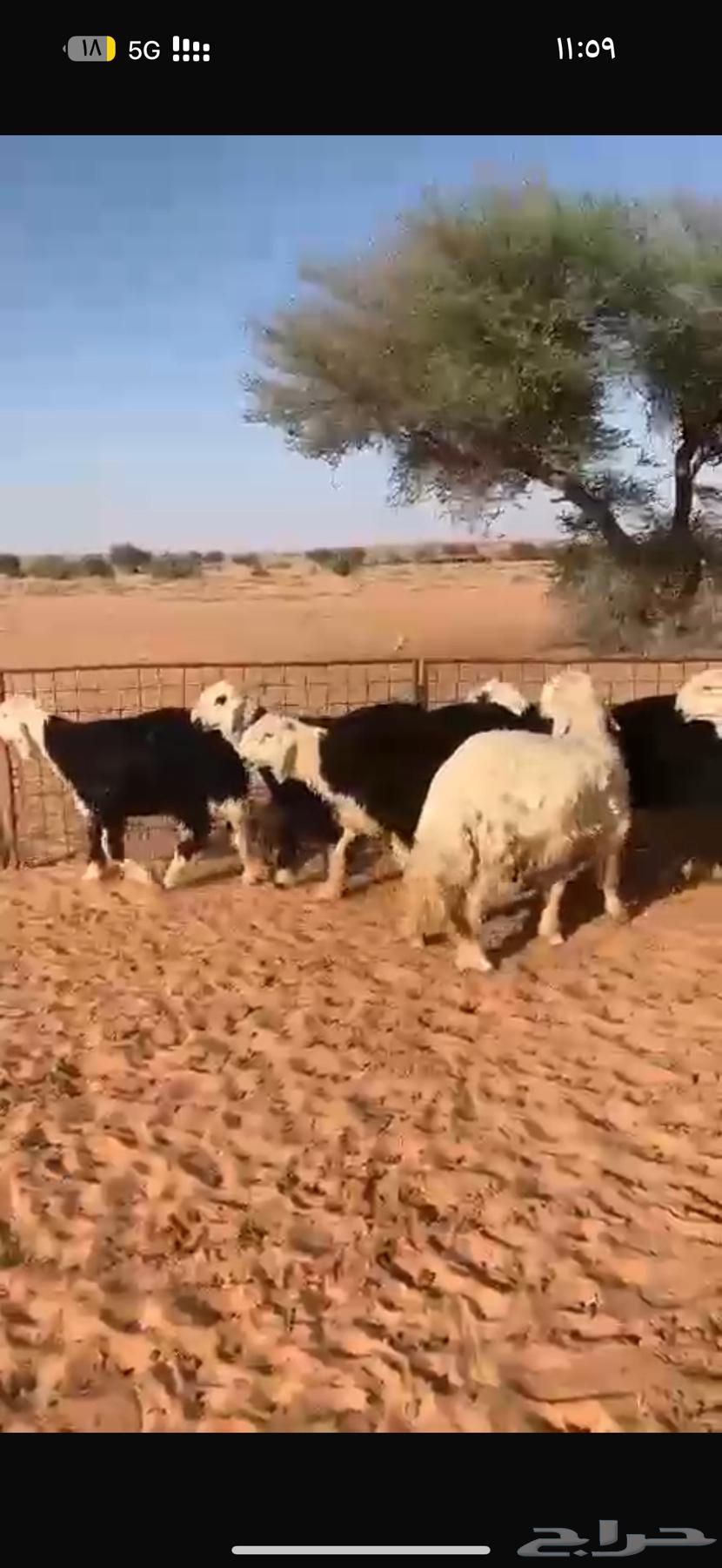 للبيع طليان نجد64449651009409110