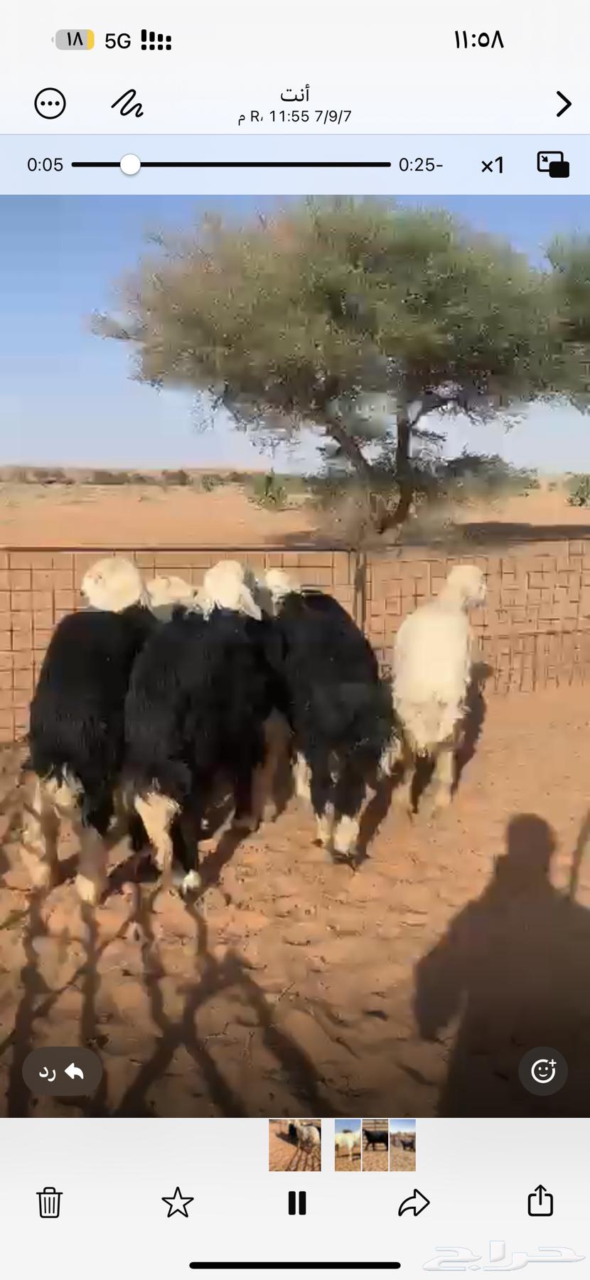 للبيع طليان نجد64449651009409114