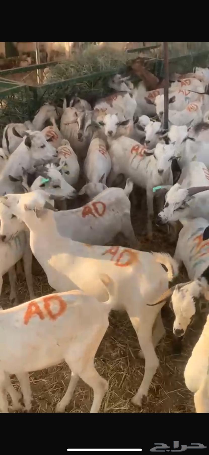 يوجد تيوس للبيع مطعمه ومحصنه ومرابي64445038557569113