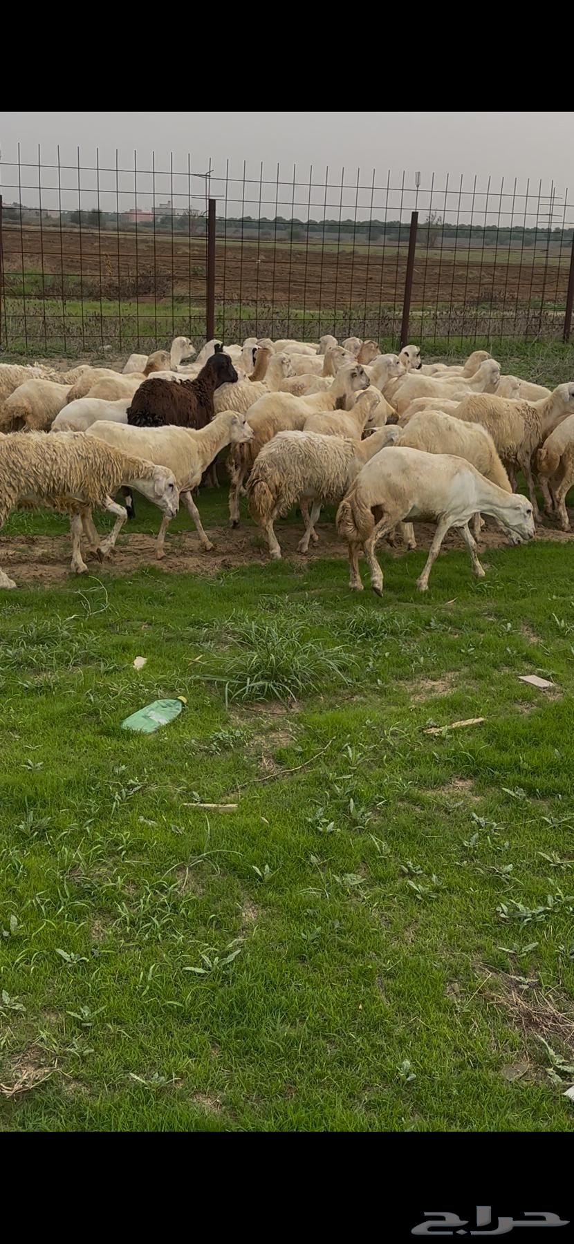 ضان رفيديات مقاني فاخره و رعويه64445065653251112