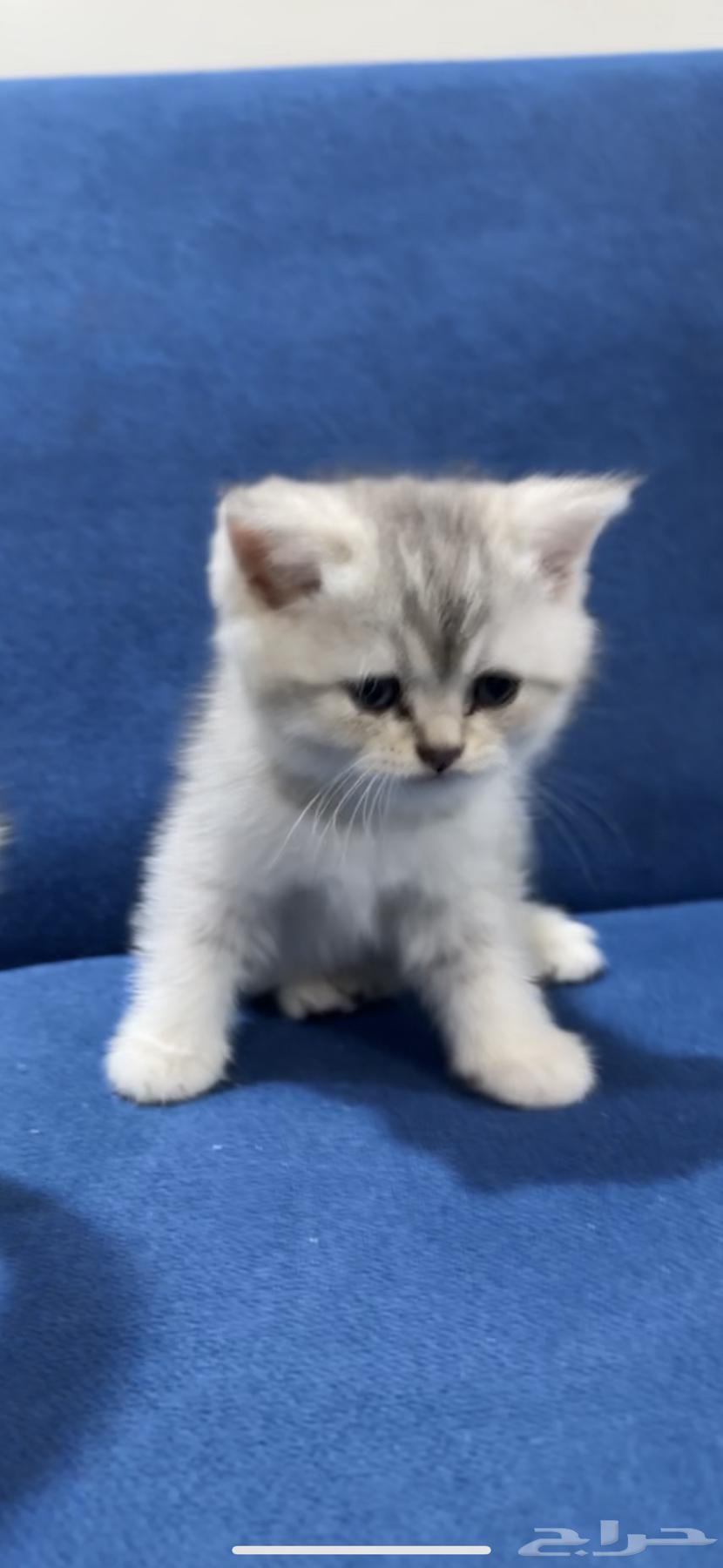 Scottish Fold64443439532163112