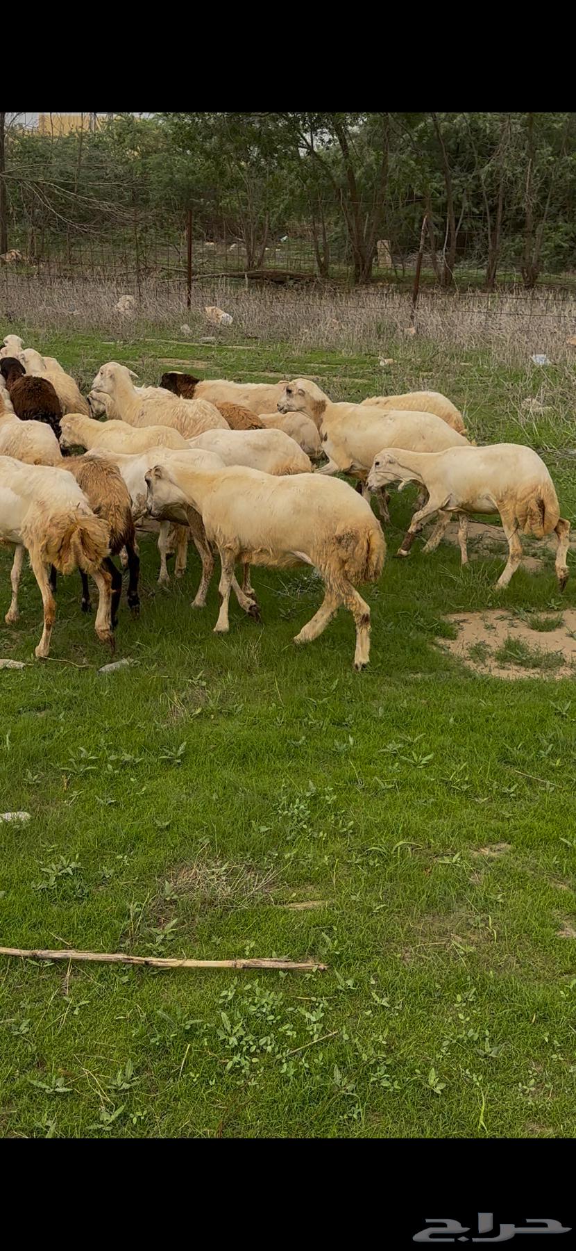 ضان رفيديات مقاني فاخره و رعويه64445065653251114