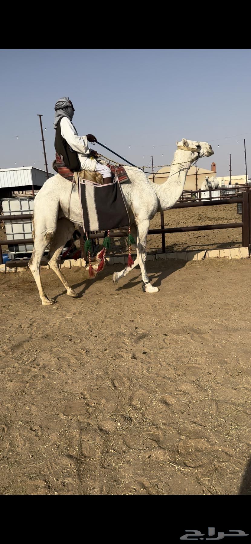 رحول ابل وضحى طيبه64446243501187112