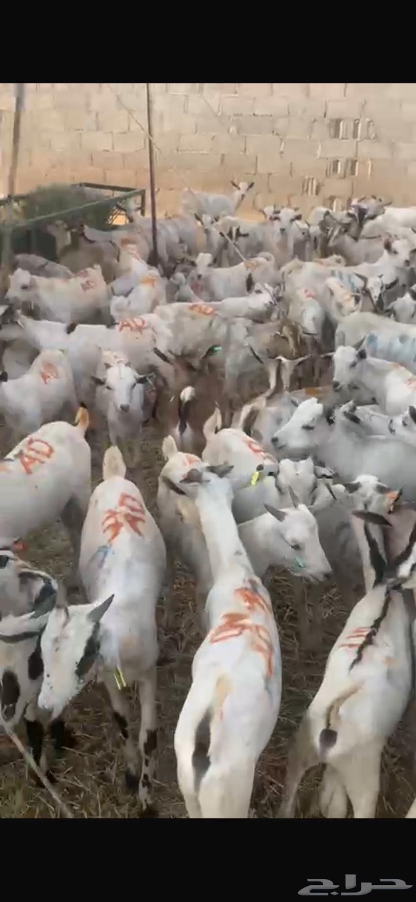 يوجد تيوس للبيع مطعمه ومحصنه ومرابي64445038557569112