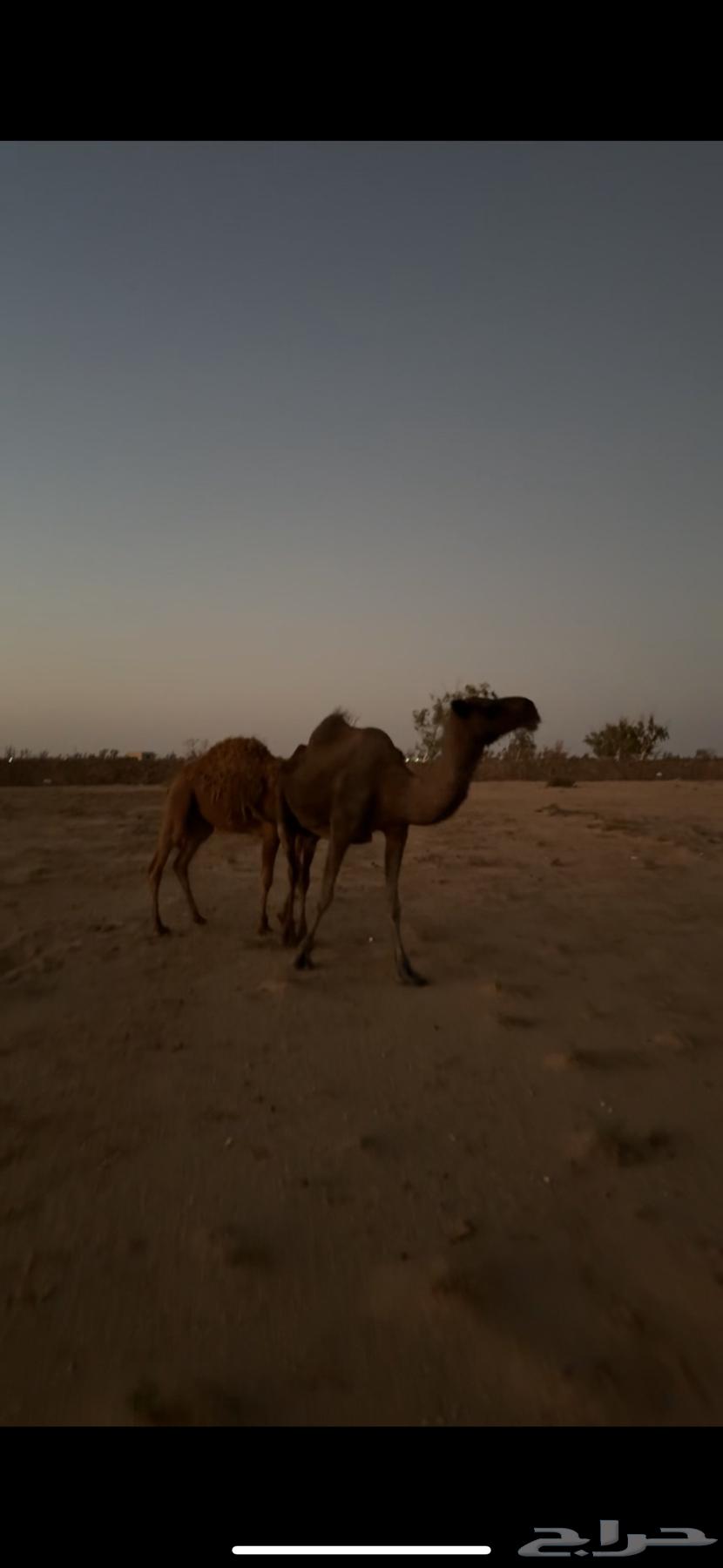 السلام عليكم للبيع64442789315073110