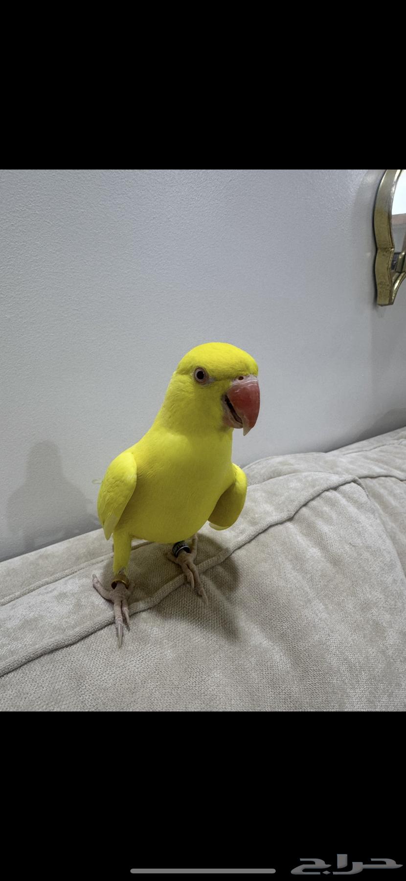 Dutch Valley Parrot Lutino Mutation Accepting Suitable Exchange64447613269761114