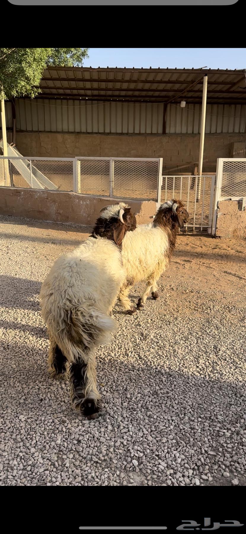 للبيع طليان بلديه طيبه64444432210818110