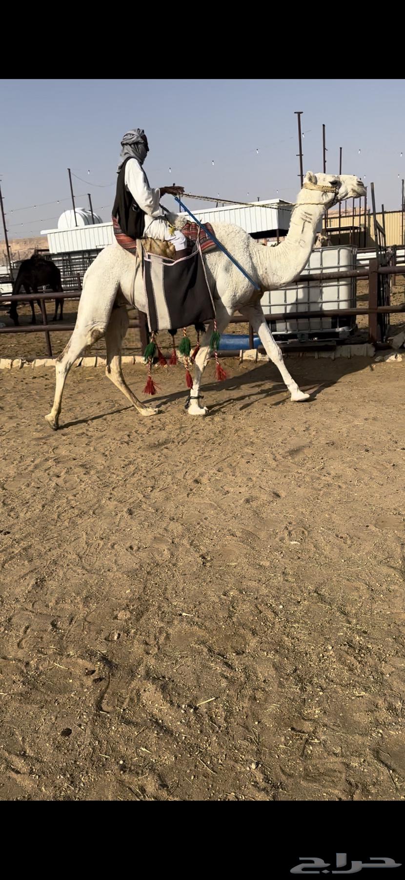 رحول ابل وضحى طيبه64446243501187110