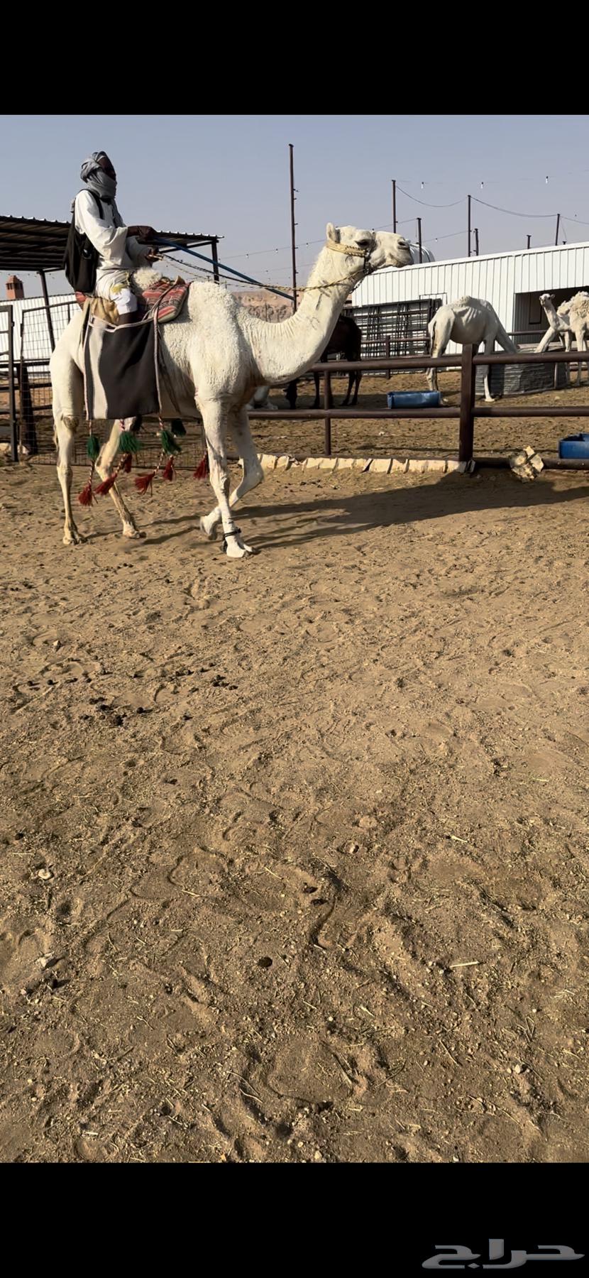 رحول ابل وضحى طيبه64446243501187111