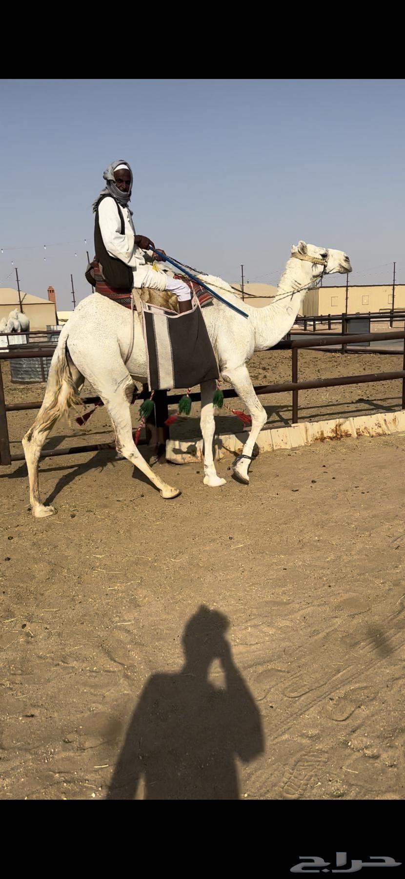 رحول ابل وضحى طيبه64446243501187114