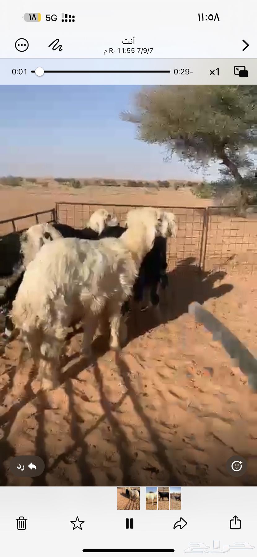 للبيع طليان نجد64449651009409111