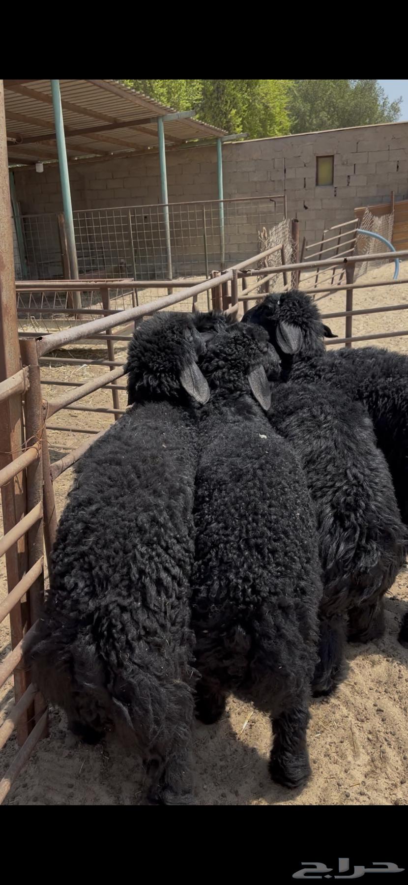 هرافي جبر ع رب فل الفل64447997704577110