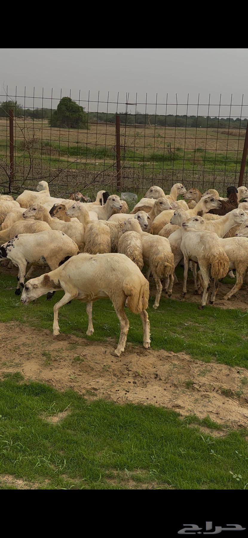 ضان رفيديات مقاني فاخره و رعويه64445065653251113