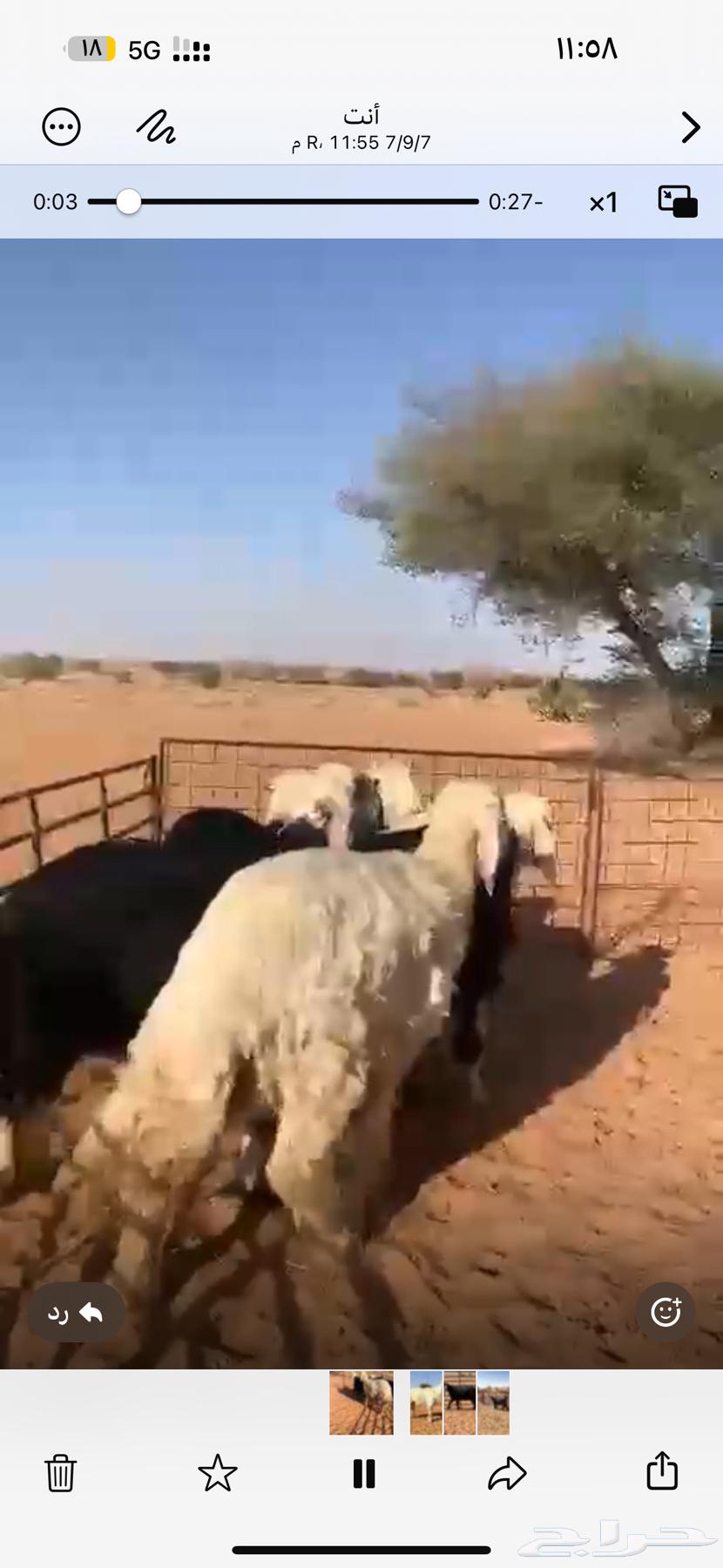 للبيع طليان نجد64449651009409112