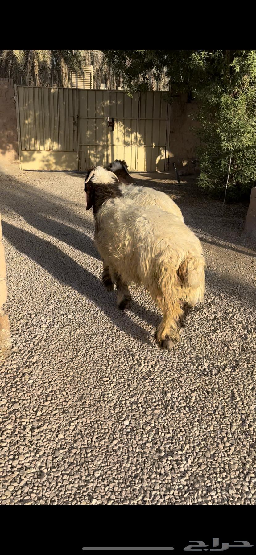 للبيع طليان بلديه طيبه64444432210818111