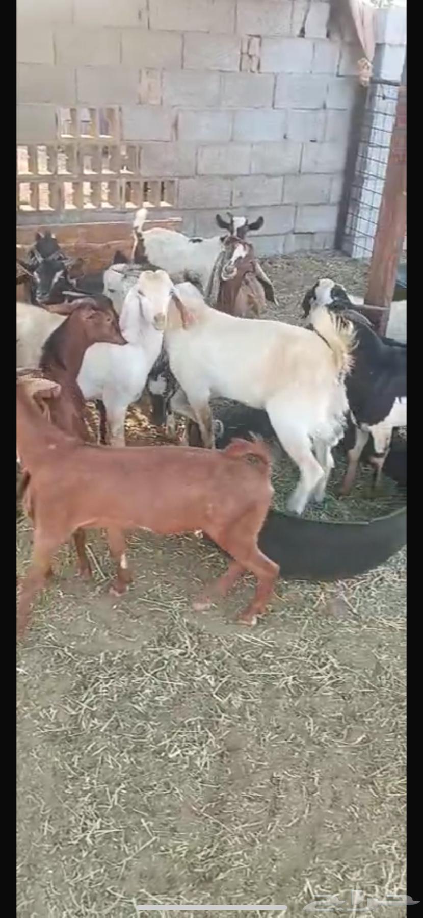 تيوس محايلية وعرضية وبيشية للبيع64447229808899111