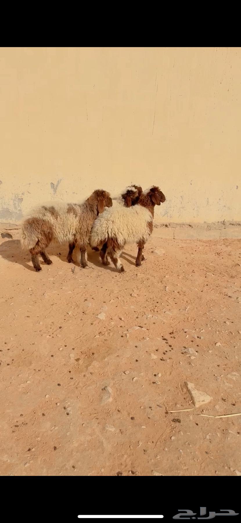 ذبيح نعيم الريآض الشفآء آي مكان نوصل ذبح باقي آثنين حد135064443856791170110