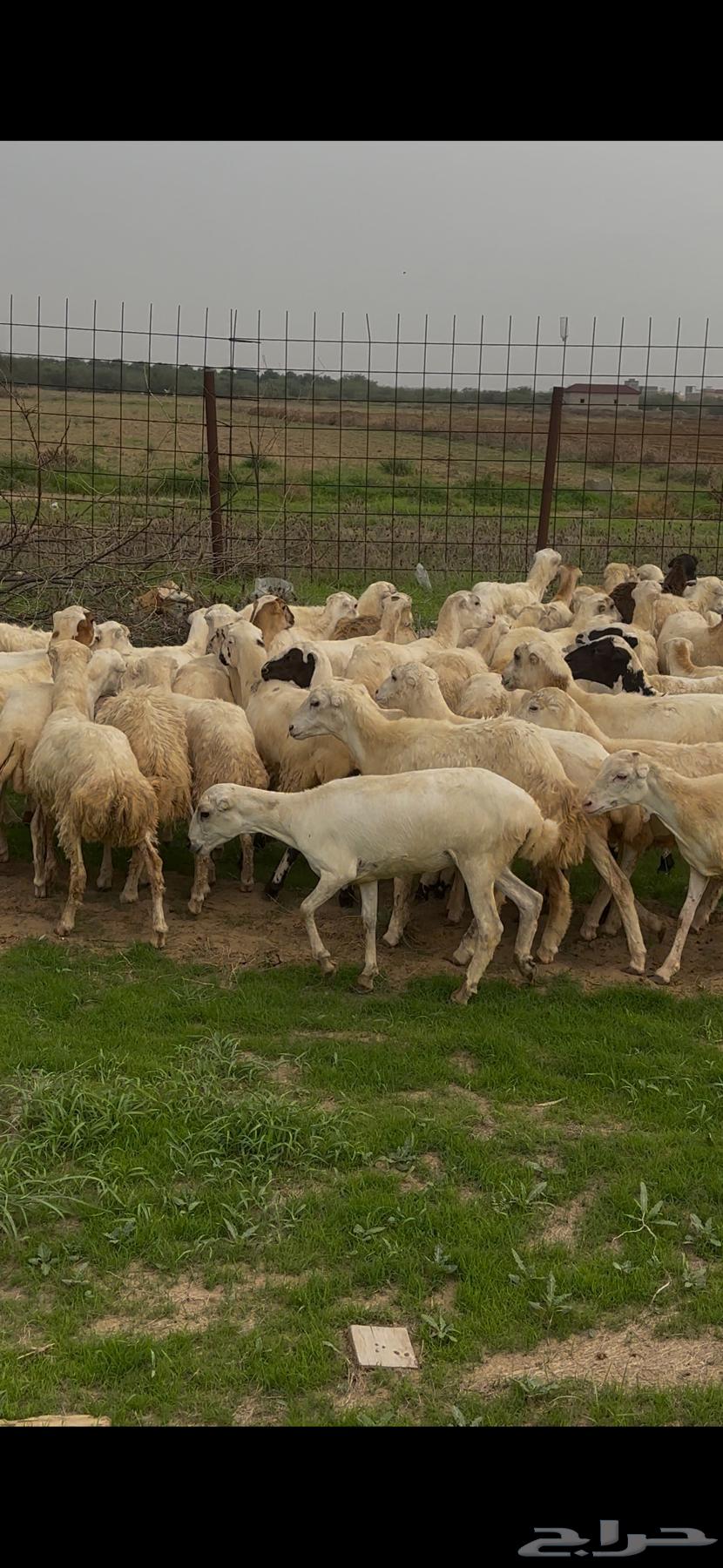 ضان رفيديات مقاني فاخره و رعويه64445065653251111