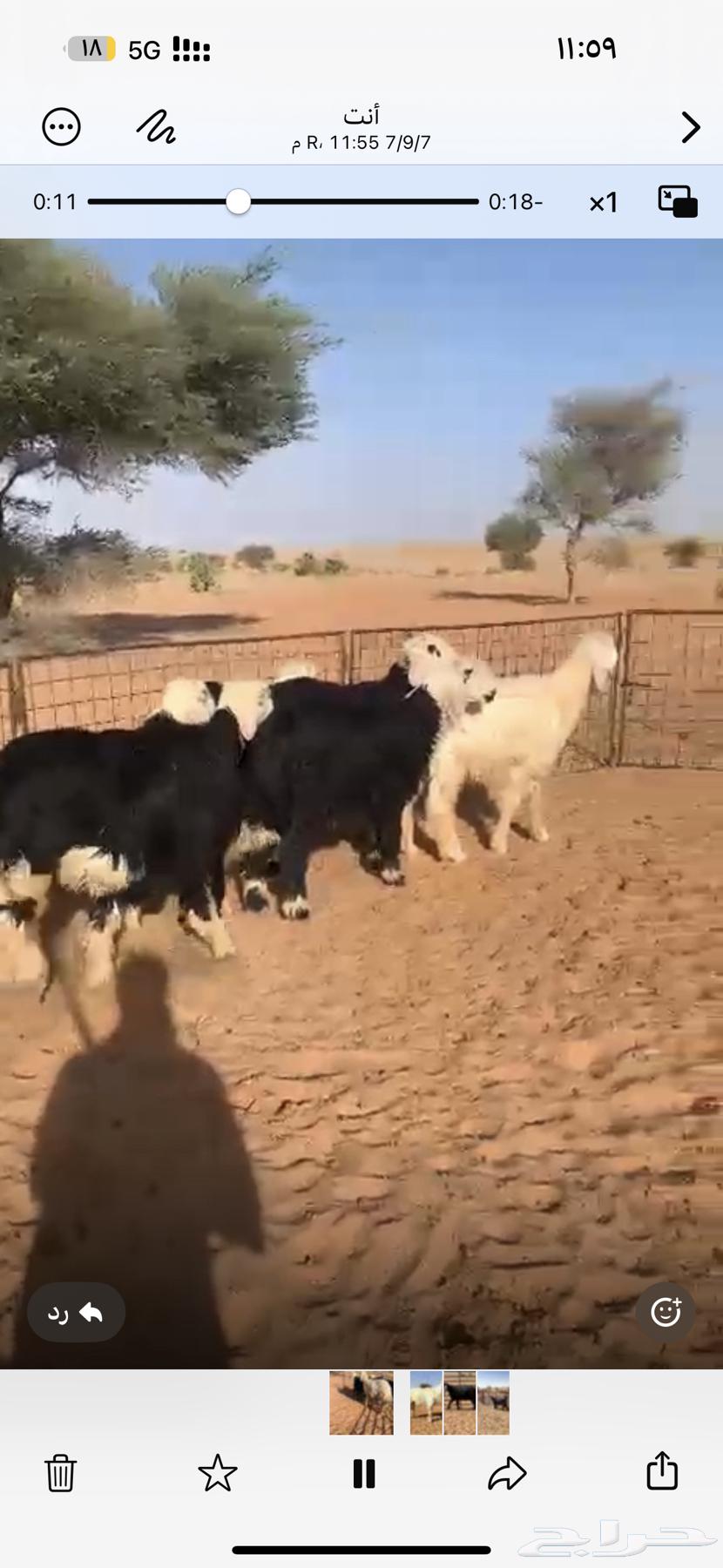 للبيع طليان نجد64449651009409113