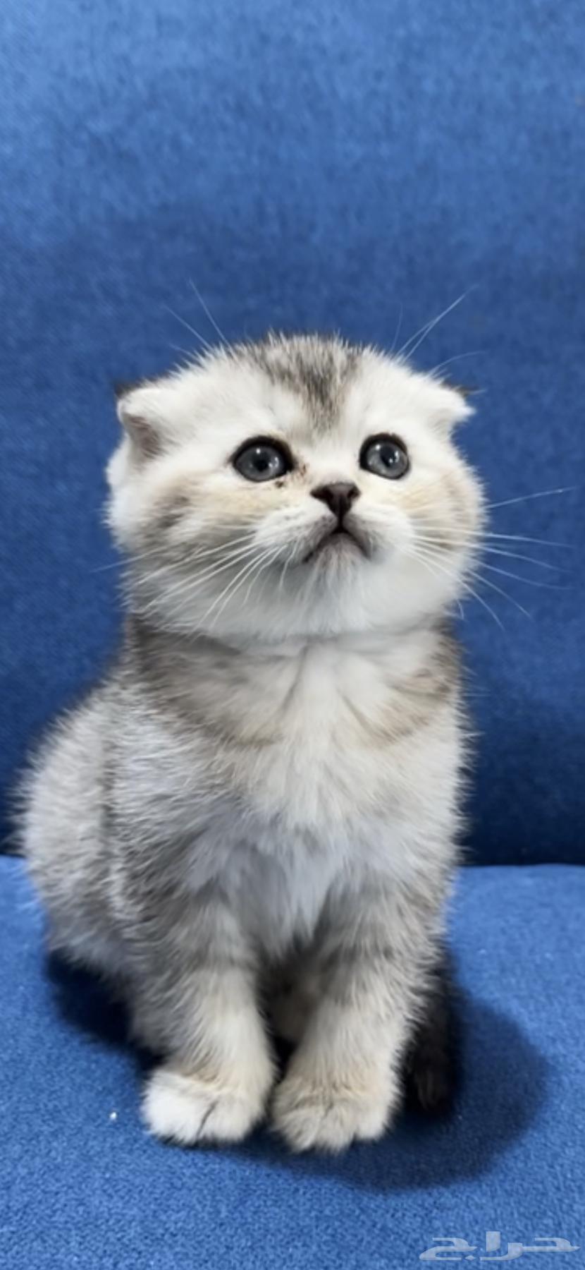 Scottish Fold64443439532163111