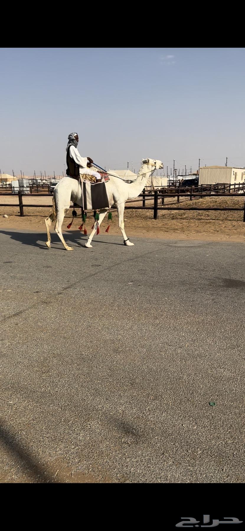 رحول ابل وضحى طيبه64446243501187113