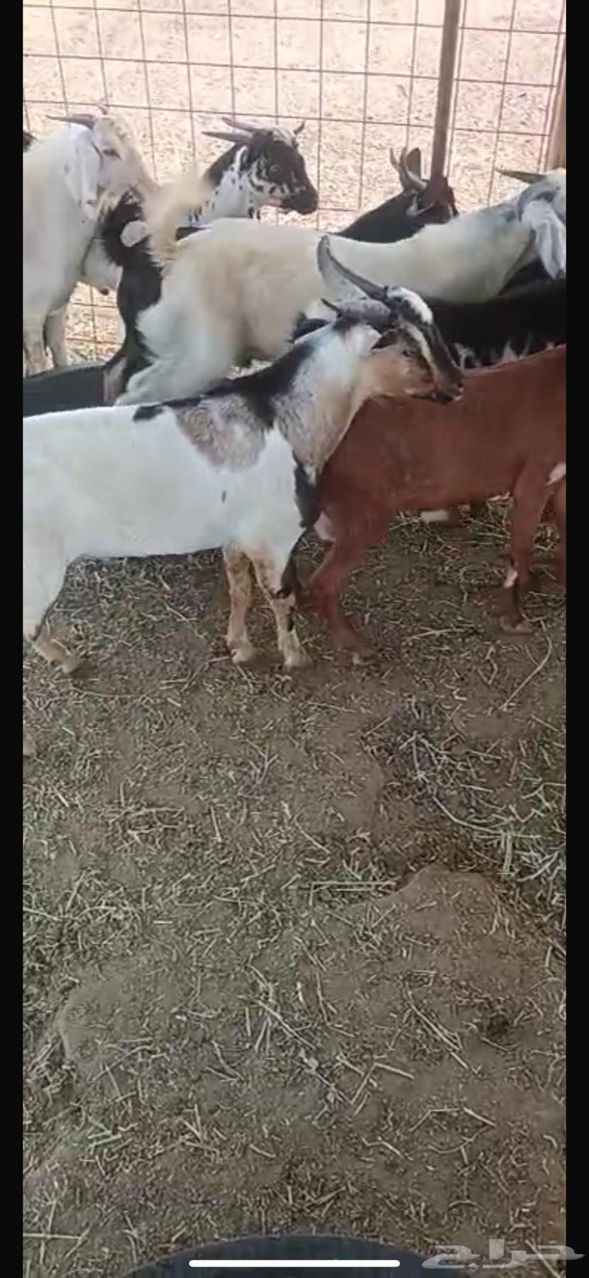 تيوس محايلية وعرضية وبيشية للبيع64447229808899110