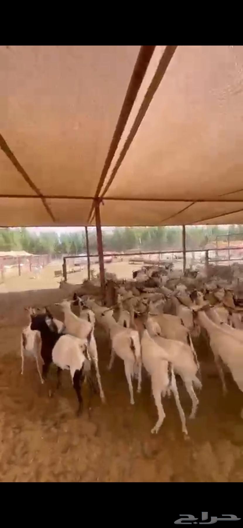 يوجد تيوس للبيع مطعمه ومحصنه ومرابي64445038557569111