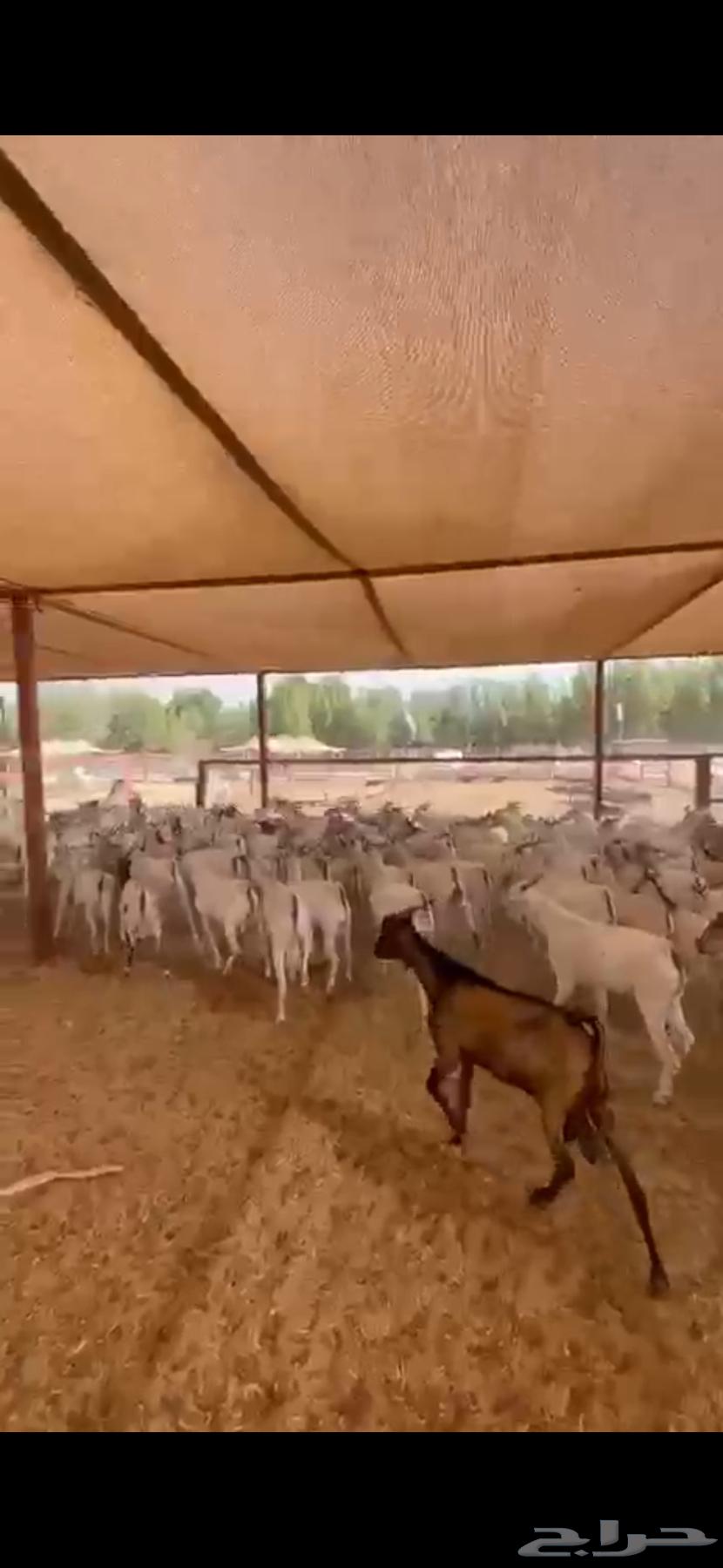 يوجد تيوس للبيع مطعمه ومحصنه ومرابي64445038557569110