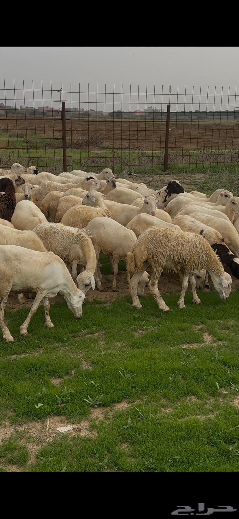 ضان رفيديات مقاني فاخره و رعويه64445065653251110