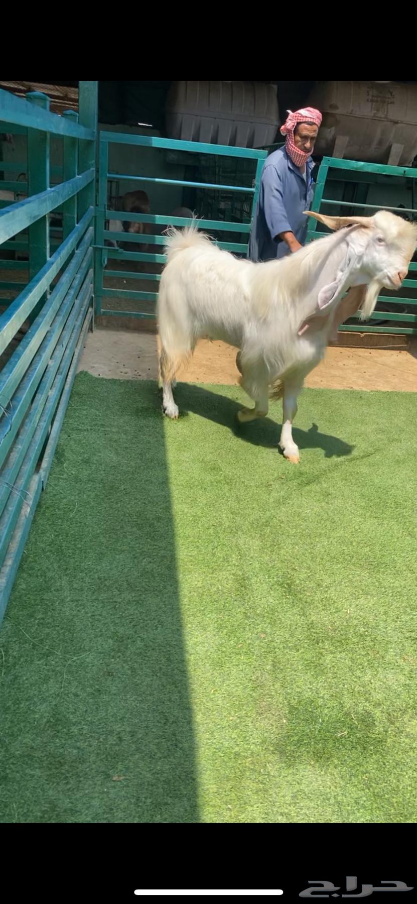 Stud Sixth Shared64446000381057111