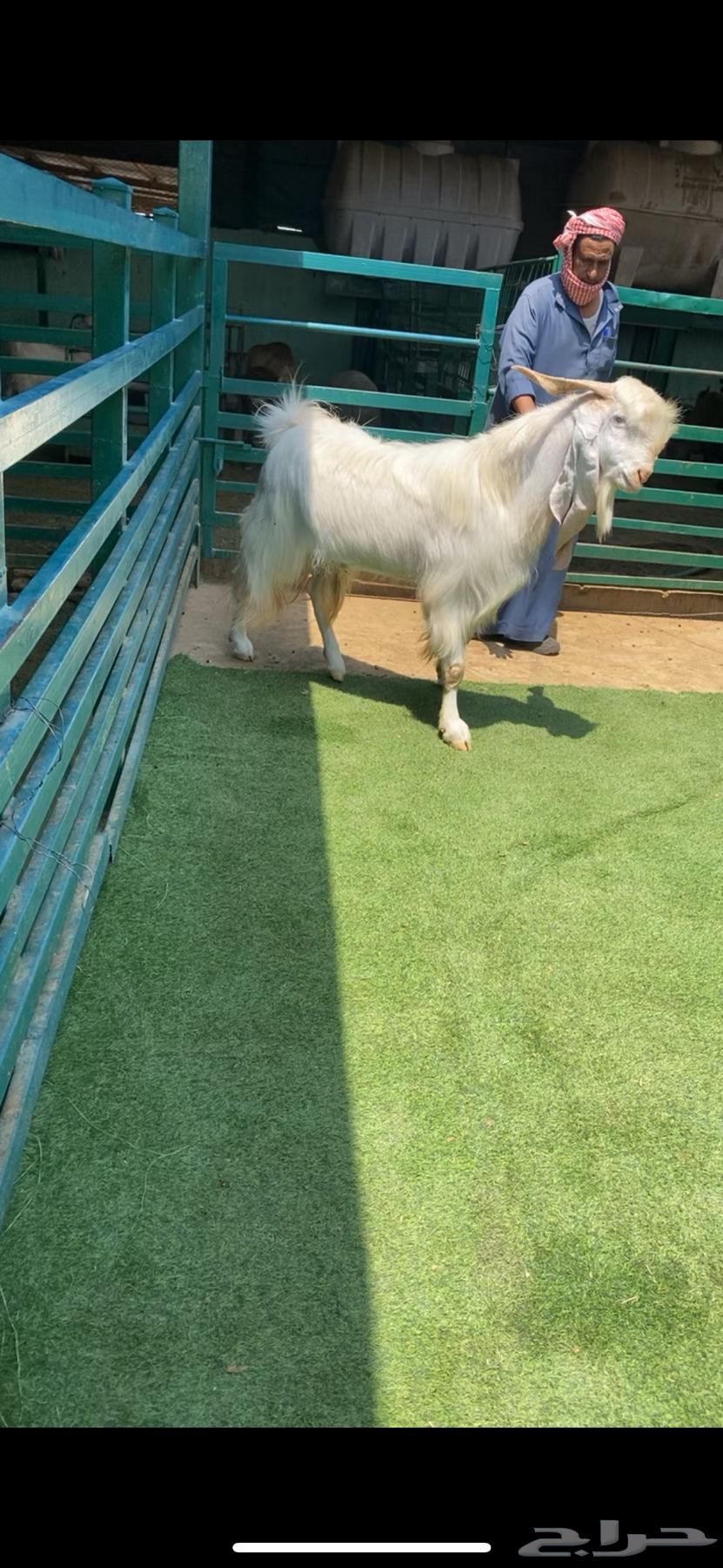 Stud Sixth Shared64446000381057110