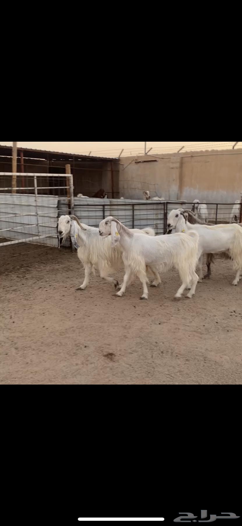 Maeza Dafee (Sold)64447652695298110