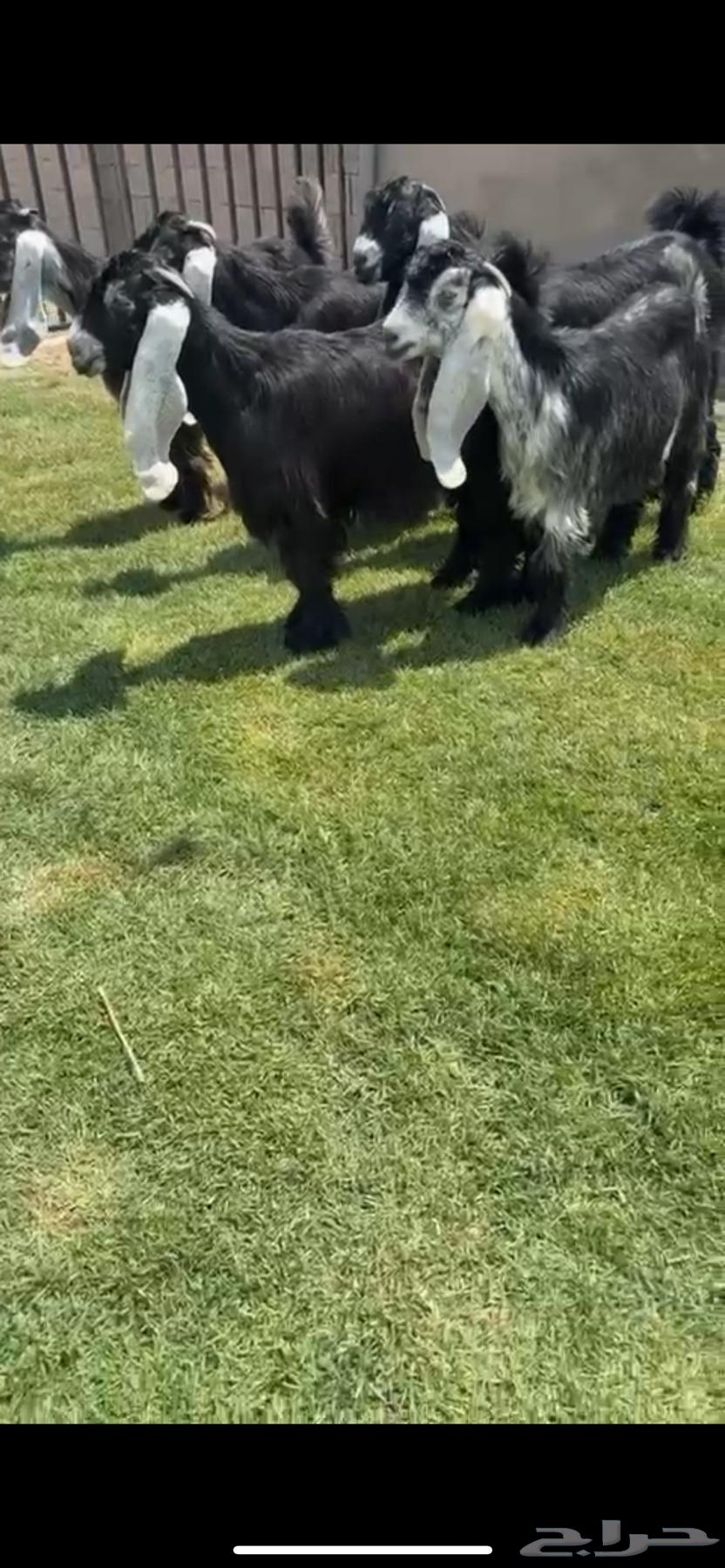 جفرات عوارض خصم(تم البيع)64448980760833111