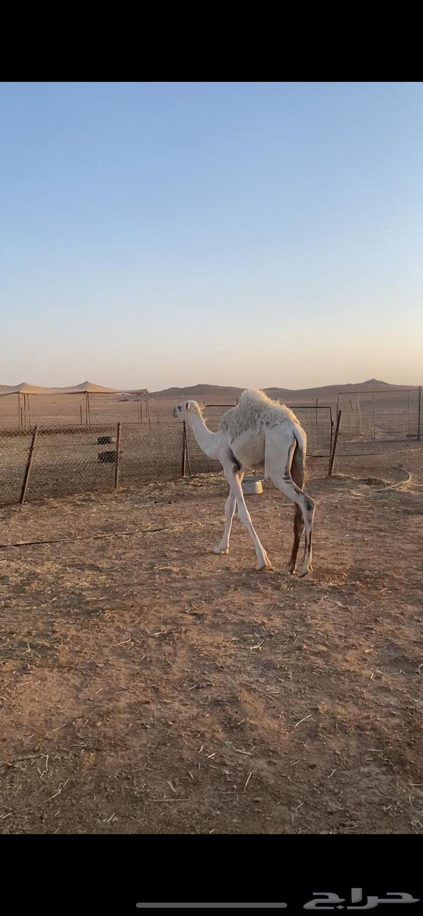 للبيع حاشي64447864557187112