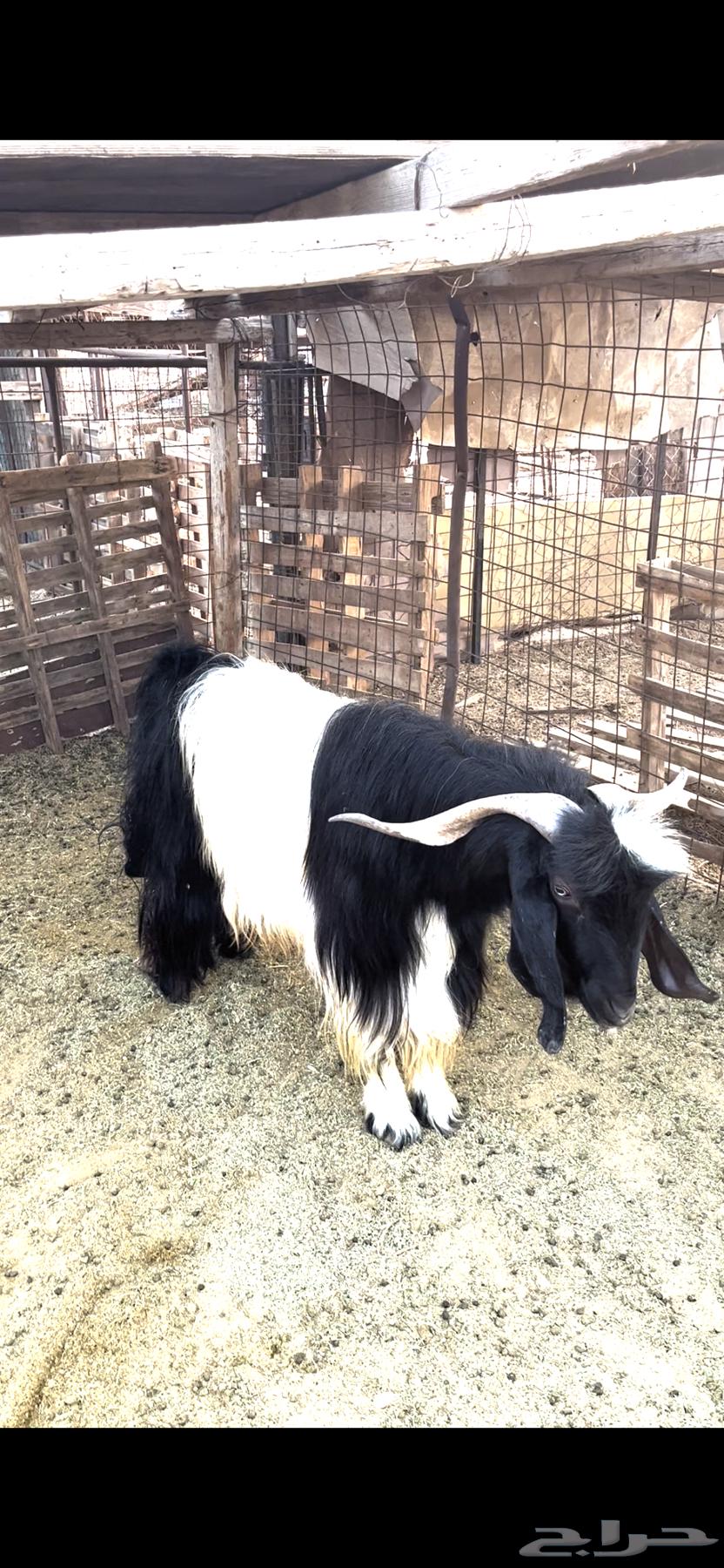 التيس فحل للبيع64443802912257110