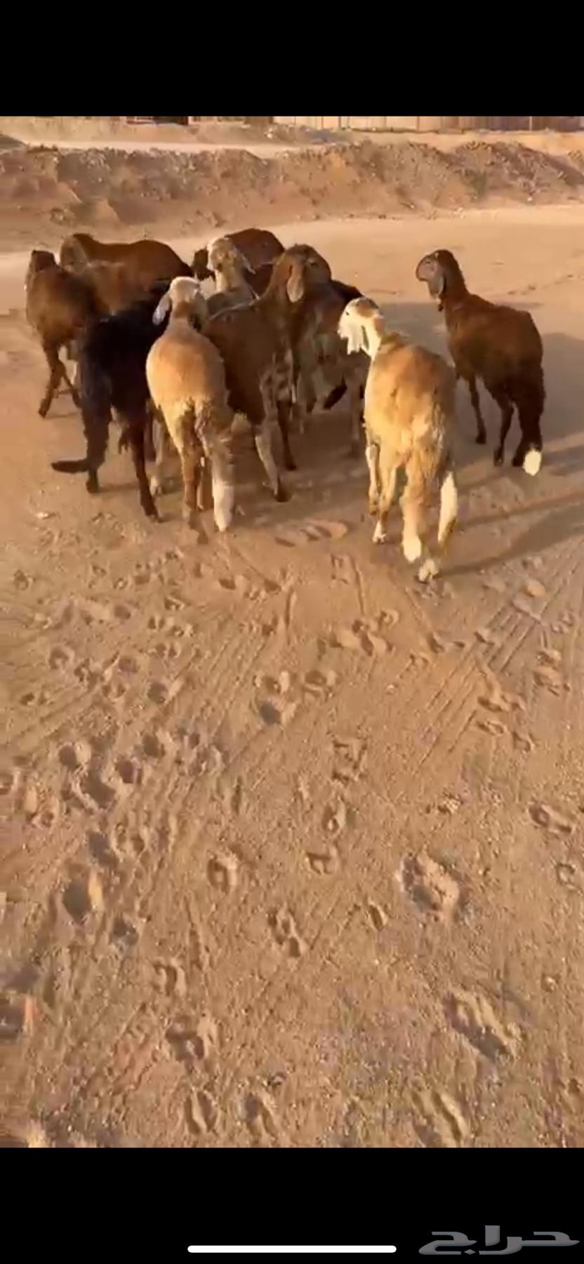 For sale red Sudanese cows ((Sold))64443330963074110