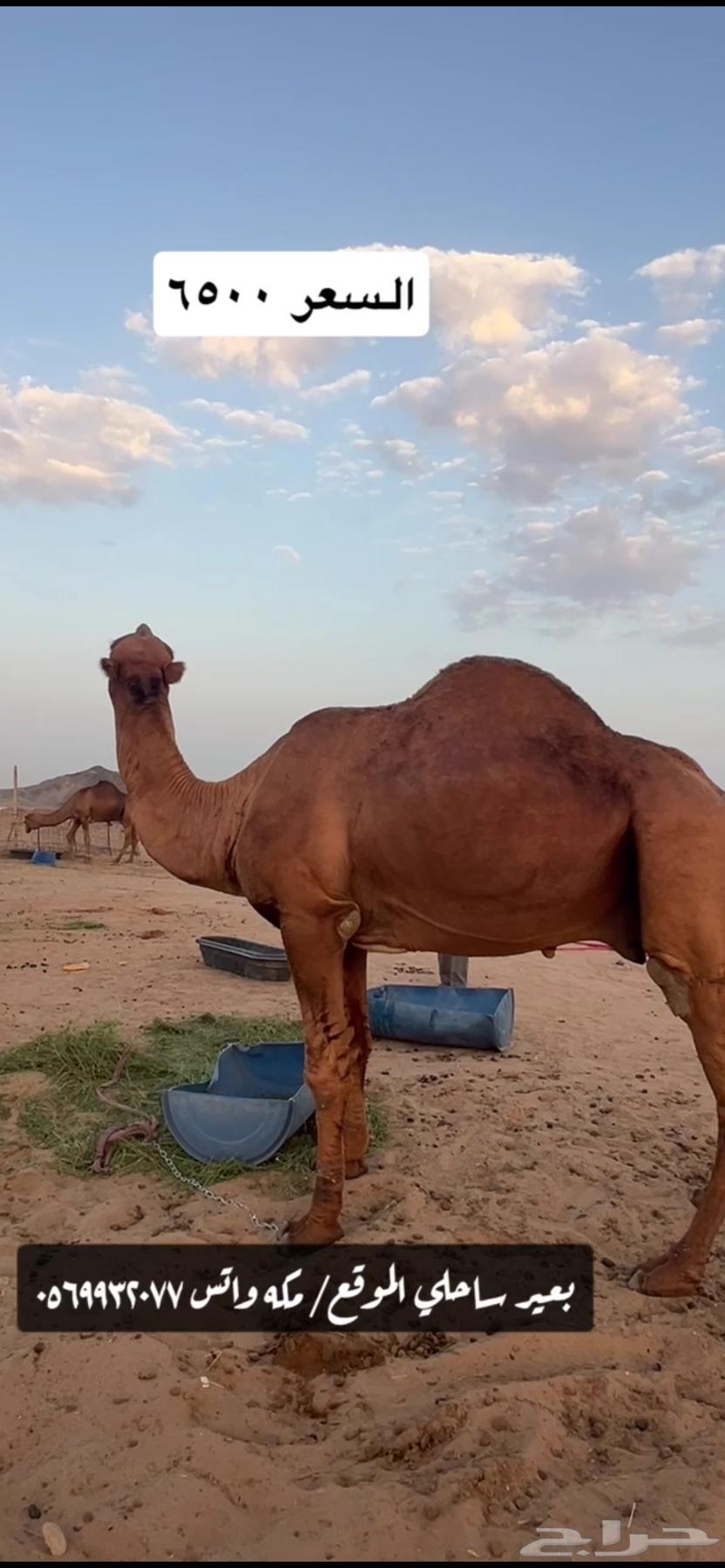 Coastal camel ((Sold))64443493406595114