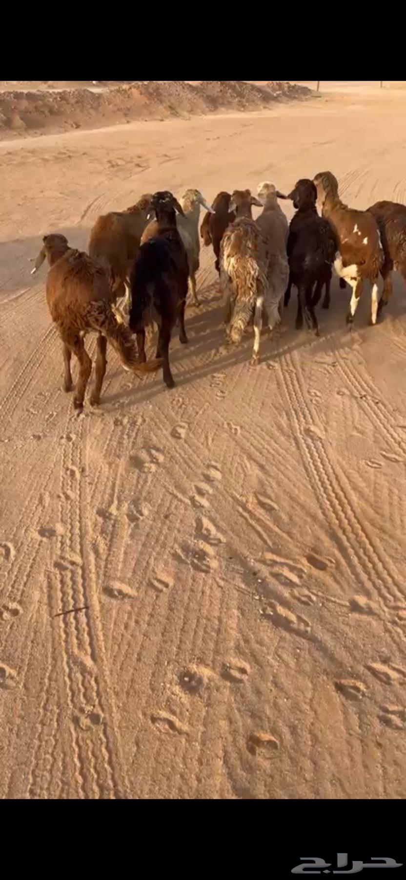 For sale red Sudanese cows ((Sold))64443330963074111